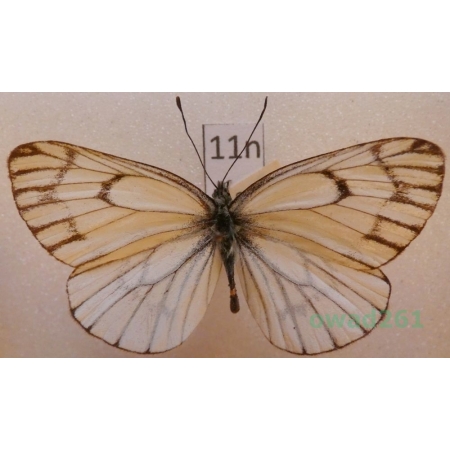 Aporia leucodice Eversmann, 1843 Kyrgyzstan11n